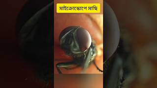 🔬মাইক্রোস্কোপে মাছি #shortvideo #amazing #microscope