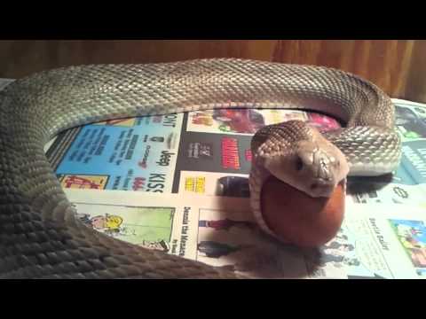 Pine Snake Eating A Chicken Egg - YouTube