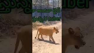 female lion age 6years ఆడ సింహం #tirupatizoo