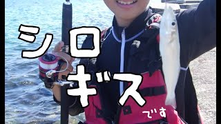 能登島でシロギス釣り～　Fishing for White Croaker at Noto Island