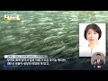 정어리 떼죽음 원인 산소 부족 결론‥의문 여전 2022.10.19 뉴스데스크 mbc