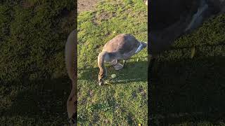 Young Swan 🦢 #beautiful #happy #best #cute #birds #amazing #friendly #swan #shorts #youtubeshorts