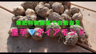 無肥料無農薬で自給自足　　里芋💠ダイアモンド　この酷暑をなんとか生き抜いた里芋たち　植え付けから収穫までを振り返り✨