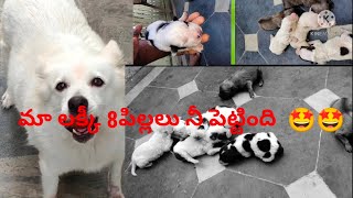 newly born kukka pillalu barking 🐕🐕🐶🐶🐶#animal