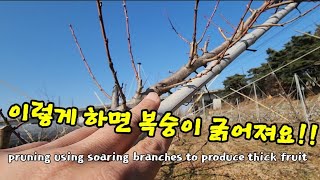 도장지 이렇게 하세요, 그러면 굵은 복숭아가 달릴꺼예요. pruning using soaring branches to produce thick fruit