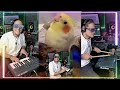 cookie cookie. ft ginger the cockatiel the dancing cockatiel who can talk