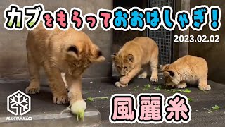 【旭山動物園】特に糸ちゃん大はしゃぎ！カブ🥬をもらってわちゃわちゃ仔ライオン風麗糸🐱🐱🐱 (02/02) [Asahiyama Zoo]  Fuu, Rei, Ito and Io.