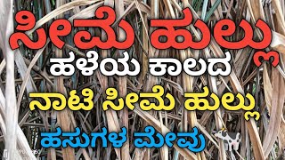 ನಾಟಿ ಸೀಮೆ ಹುಲ್ಲು ಕೃಷಿ, ಹಳ್ಳಿಯ ರೈತರ ಹಳೆಯ ಕಾಲದ ಹುಲ್ಲು, ಈ ಕಡ್ಡಿ ತುಂಬಾ ಗಟ್ಟಿ ಇರುತ್ತದೆ,