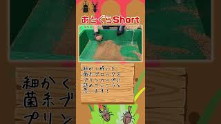 菌糸ブロックの詰め替え！　プリンカップに詰める#shorts #カブクワ #カブトムシ #クワガタ