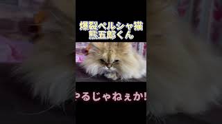 【驚愕】興奮する馬力のあるペルシャ猫🙀【無敵】