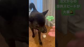 【甲斐犬】注文がおおい愛犬#shorts #甲斐犬