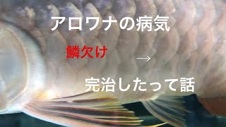 アロワナの病気　鱗欠けの治し方