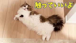 猫のらいくんがへそ天でお出迎えしてくれるようになりました✨