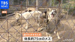 民家から「オオカミ犬」逃走中 駅前で発見も竹藪に