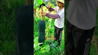 Big Gourd #youtubeshorts #shorts #agriculture #cuttingskils