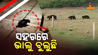 Three Wild Bears Enter Hilly Area Of Kalahandi | NandighoshaTV