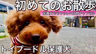 《保護犬》トイプードル初めてのお散歩\