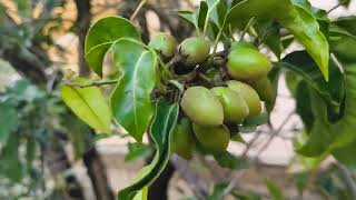 Bakula tree | Diabetes | Benefits of moulasiri | uses of Spanish cherry