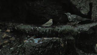 山中湖 大洞の泉のキビタキ（雌）とオオルリ（雄）とクロツグミ（幼鳥）その１（4K動画）