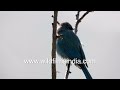 most beautiful trilling caller in himalaya verditer flycatcher warbles its call loudly in spring