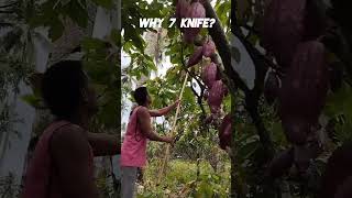 how we prune cacao?