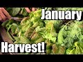 January Vegetable Garden Harvest (Zone 5): Local Food at its Best!