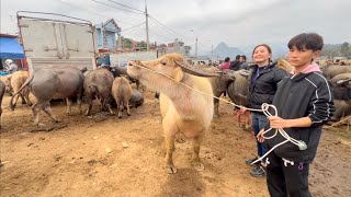 小伙為了娶越南姑娘，就去市集選購大水牛，給心愛的女孩下聘禮。