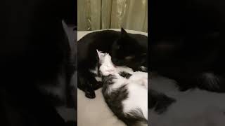 Добрый кот Вася и маленький Фунтик 🐈‍⬛ Смешные коты