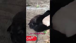 #మా చిట్టిపిల్లలు ఎలాఉన్నాయో చుడండి #so cute puppy dogs #viralshortsvideo#like #subscribe#..❤️🐶