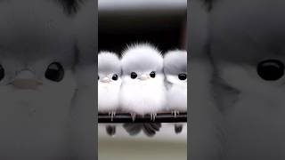 TINY FURRY BIRDS #youtubeshorts