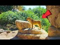 Denver Zoo Colorado Ultimate Full Tour 2024