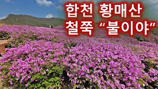 합천 황매산 철쭉/철쭉과 암릉 산행/DJI미니 2드론