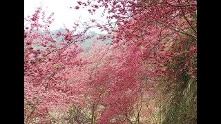 鄒浮安-雲林草嶺-青山坪咖啡農場賞櫻2023.2.17