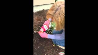 How to Plant a Rose