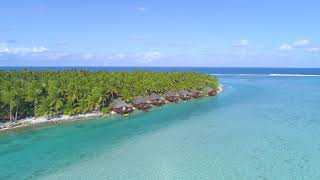 lush palm trees surround the oceanfront bungalows in sunny - FREE COPYRIGHT VIDEO