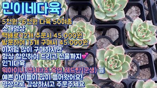 민이네다육/5천원~6천원 다육 소개영상! 종류 다양하며 택배로 12개 주문시 서비스 다육과 함께 큰폭으로 할인된 45,000원/문자주문 010-6863-0625