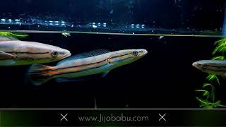 Predatory Malabar Snakehead - വാഹ  / ചേറുമീൻ / മയിൽ വാഹ...