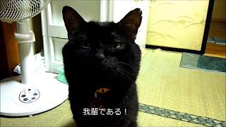 【声高い】名前を呼ぶと返事をする黒猫