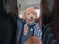 車の揺れって眠くなるよね〜！耐えるラテくん😅 shorts トイプードル 犬のいる暮らし 多頭飼い toypoodle 眠気