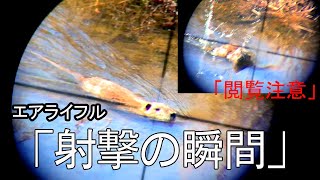 泳ぐヌートリアに射撃が命中する瞬間！水中をエアライフルで狙撃