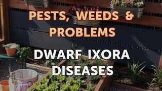 Dwarf Ixora Diseases