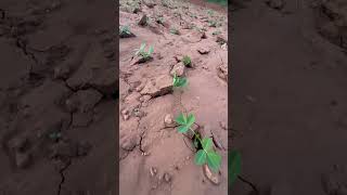 நிலக்கடலை சாகுபடி#Groundnut cultivation # agriculture #farming