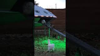 Funny Chickens Walk Into Ufo