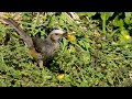 野鳥撮影0203e【ヒヨドリvsムクドリ】鳥の集まる木。鳩の交尾（カワラバト）。孤独なユリカモメなど