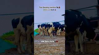 कशा आहेत कालवडी मित्रांनो😍🐄🔝💯✌🏻 #am_dairy_farm #topbreed #dairyfarm #viralvideo