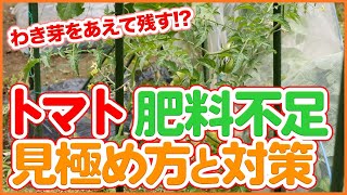 家庭菜園や農園のトマト栽培で肥料不足と肥料過多の見極め方！収量減を防ぐ対処法とトマトの育て方を徹底解説！【農園ライフ】