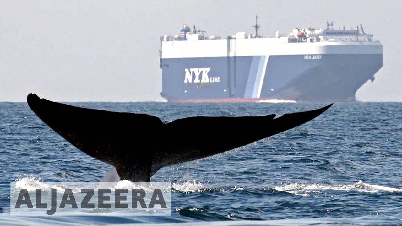 US Scientists To Protect Whales 🐋 From Ship Collisions - YouTube