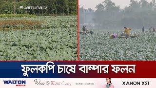 প্রাকৃতিক উপায়ে ফুলকপি চাষে লাভবান কুড়িগ্রামের কৃষকেরা | Kurigram Cauliflower | Jamuna TV