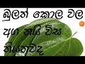 බුලත් කොළේ අග නයි විස ද