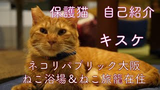 保護猫自己紹介　キスケ　大阪ネコリパブリック　ねこ浴場